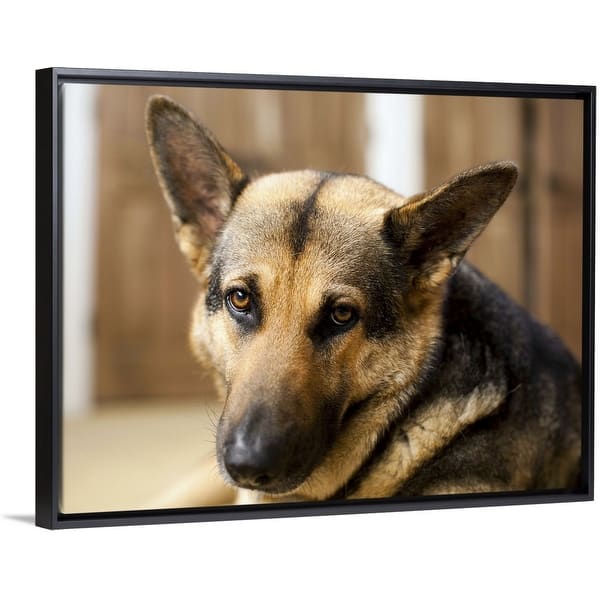 Shop Usa Utah Salt Lake Portrait Of German Shepherd Black