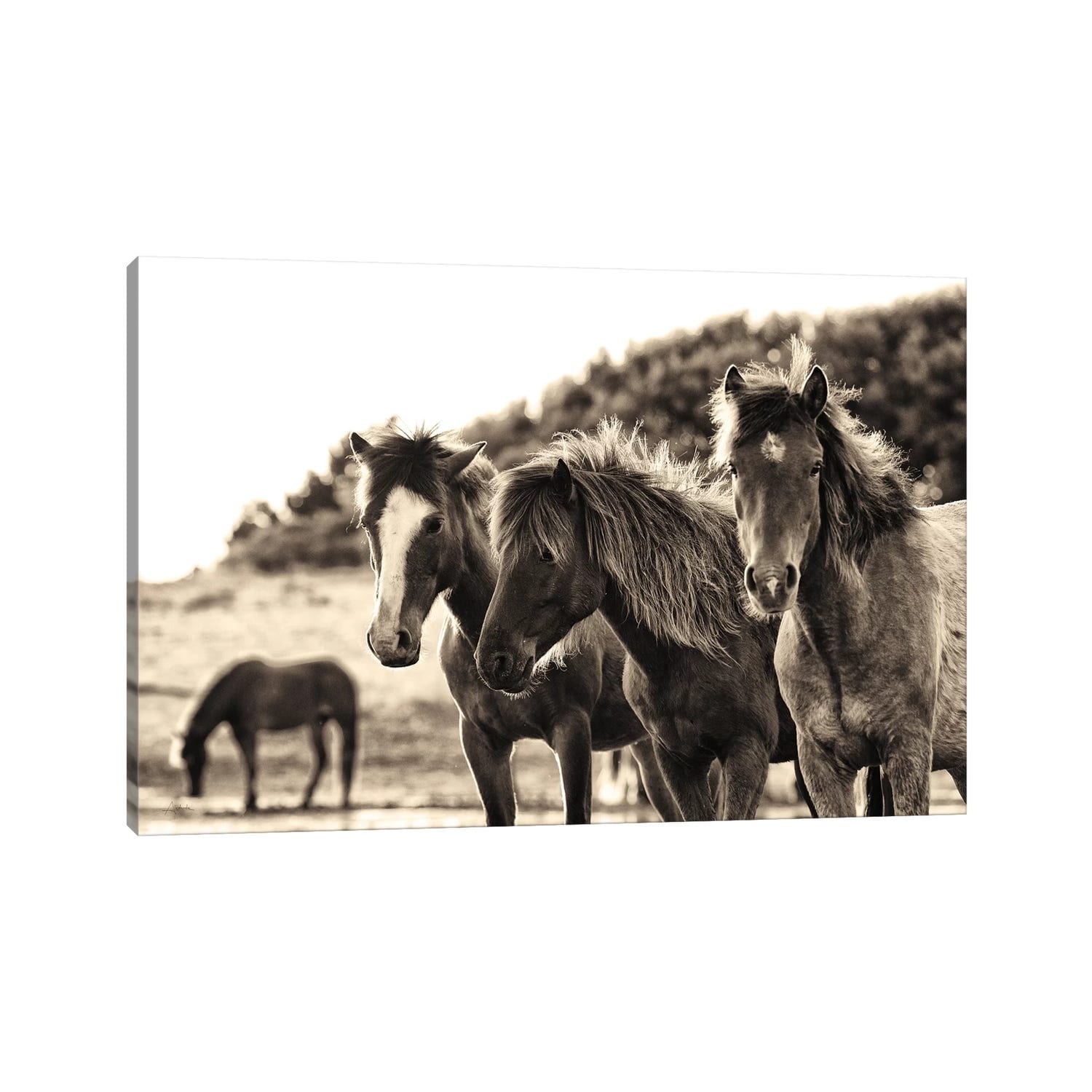 iCanvas "Horses Three Sepia" by Aledanda Canvas Print