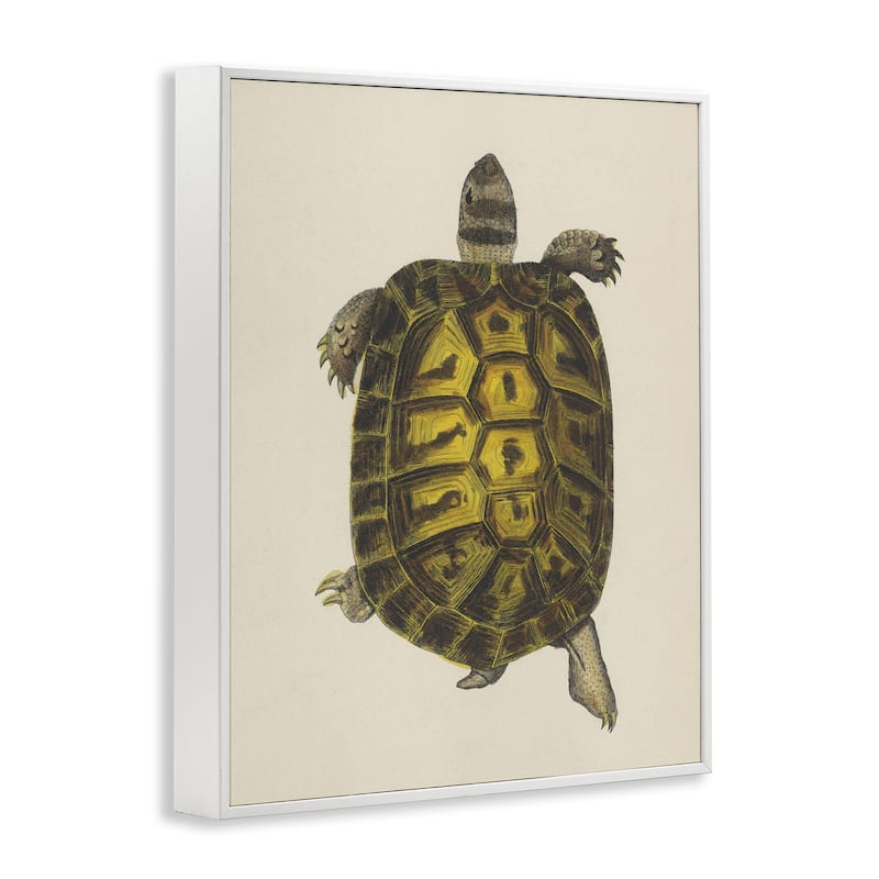 Stupell Vintage Maritime Tortoise Framed Giclee Art Design By Phillipa Katz