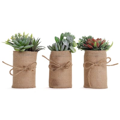 Succulent Garden - Mini - Catalina - Set
