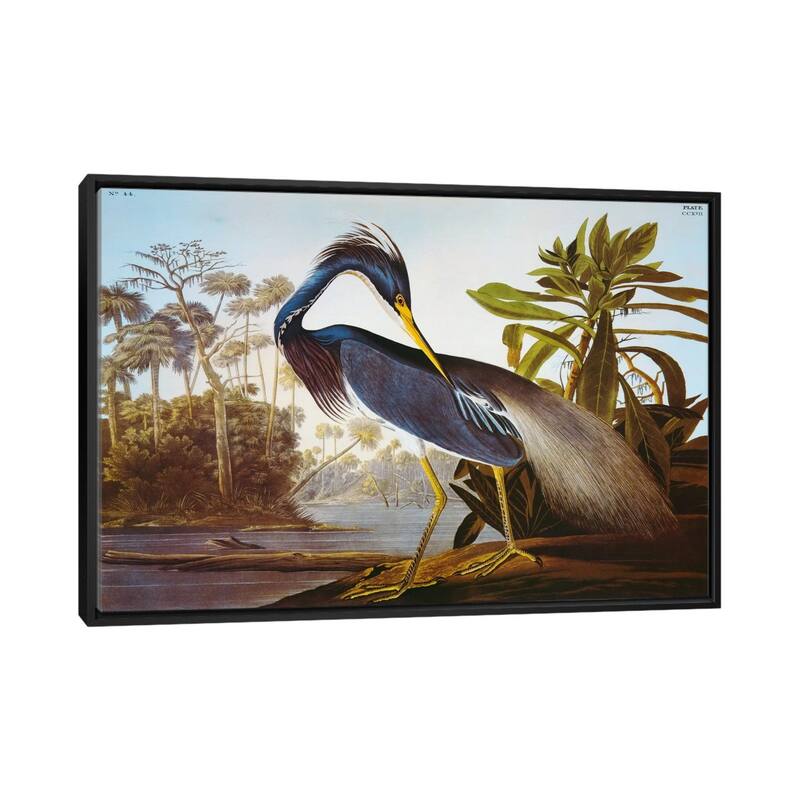 iCanvas "Louisiana Heron From "Birds of America"" by John James Audubon Framed Canvas Print - Black - 26x40
