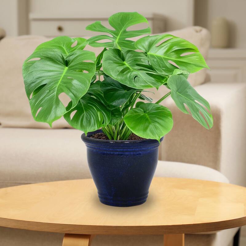 Sunnydaze Glazed Ceramic Planter with Drainage Holes - Set of 2 - 11-Inch