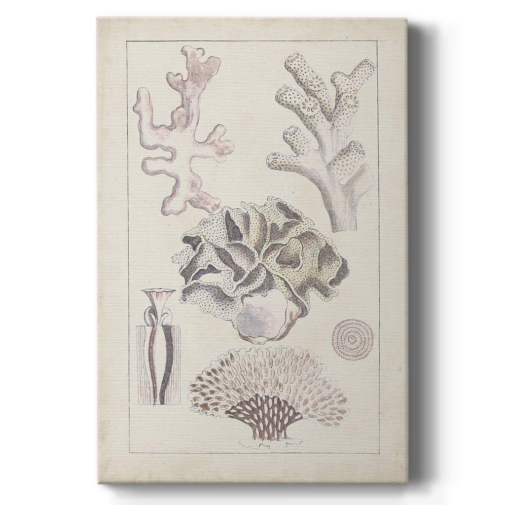 Antique White Coral IV Premium Gallery Wrapped Canvas - Ready to Hang