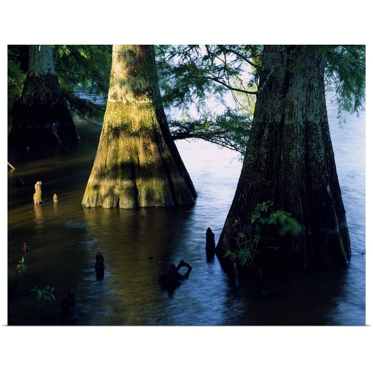 Shop Bald Cypress Trees Taxodium Distichum In Lake Bolivar Close Up Mississippi Poster Print Overstock 16879647