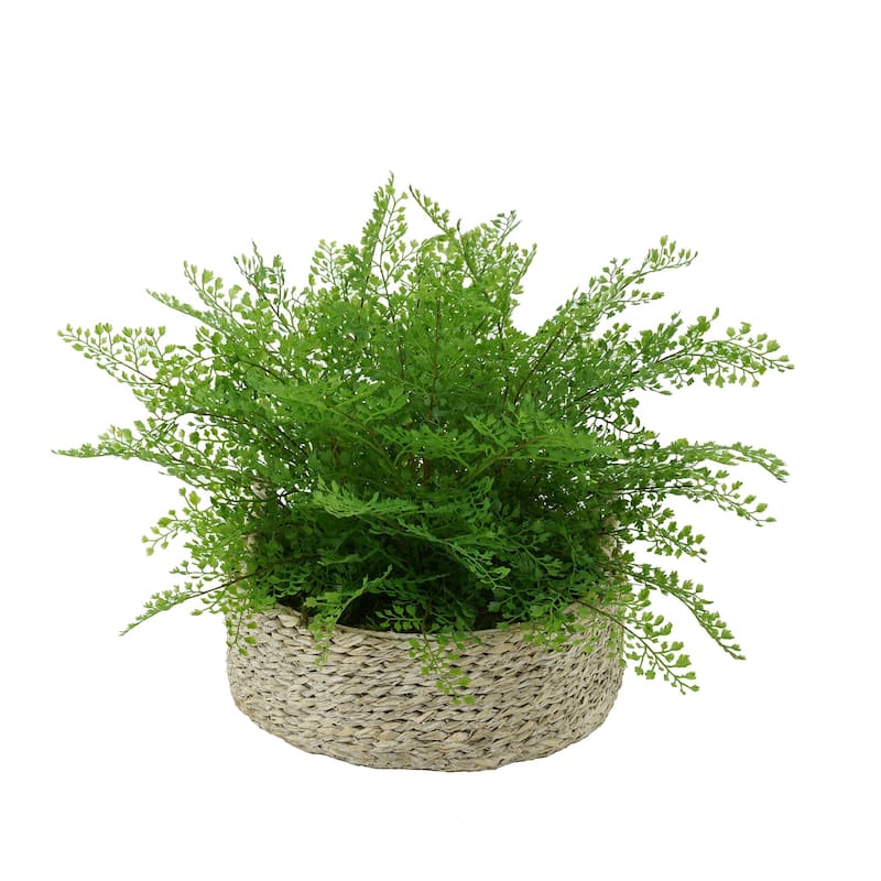 Faux Maidenhair Fern in Seagrass Tray Basket - White-Washed