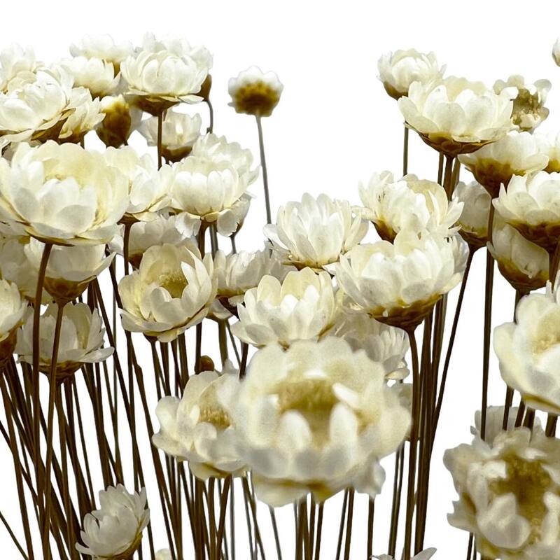 Bundle of 4 Preserved Little Star Flower,16-20" long - 16-22 inch