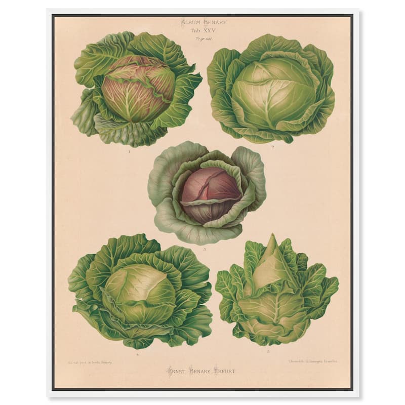 Cabbages by Benary 1876 Canvas by Art Remedy - White - 16" x 20"