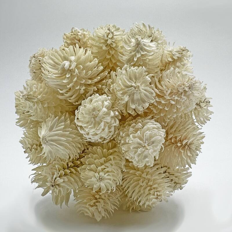 Preserved Decorative Conifer and Pinecone Topiary Balls - White - Set of 4