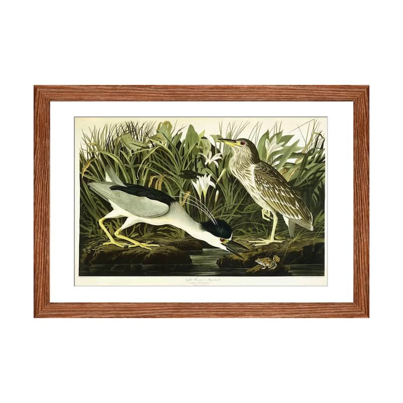 iCanvas "Night Heron or Lua Bird, 1835 " by John James Audubon - Walnut - 24x32x1