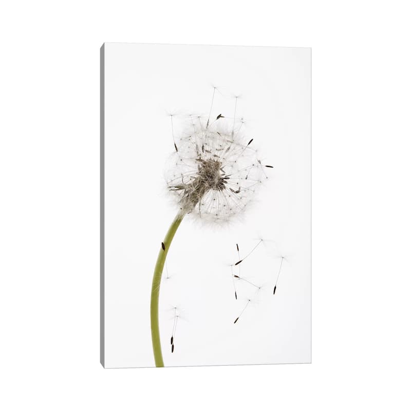 iCanvas "Close-up Dandelion seeds" by Panoramic Images Canvas Print