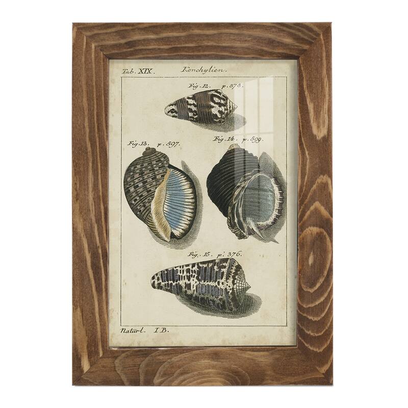 Vintage Shell Study III -Framed Print w/glass-Cherry Red
