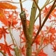 preview thumbnail 6 of 7, 120cm/150cm/180cm Red Artificial Maple Tree