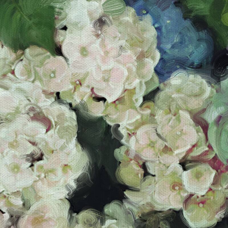 Hydrangea Garden by Studio Arts Canvas Art Print