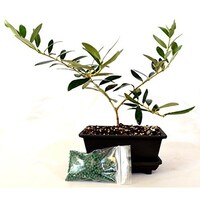 9greenbox Bonsai Juniper Tree Free Shipping On Orders Over 9greenbox Olive Tree Bonsai With Water Tray And Fertilizer
