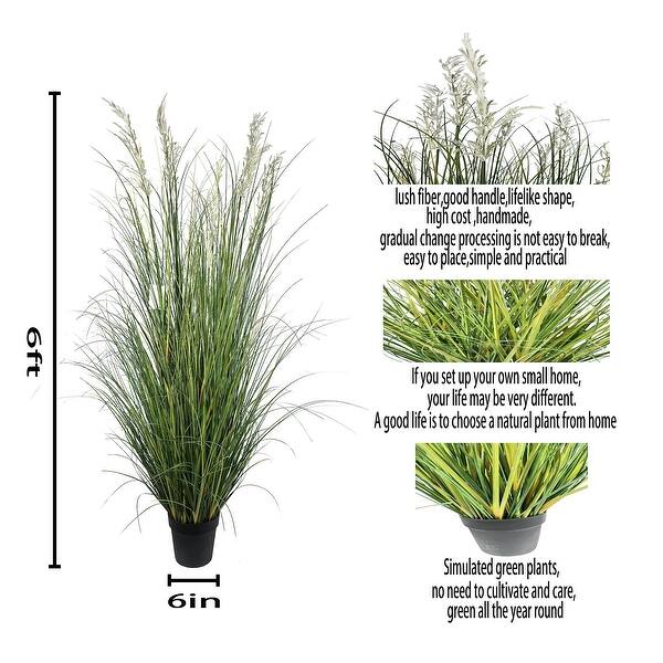 fitus plante Fittonia nerve plant – Jardineries Botanix main image 0