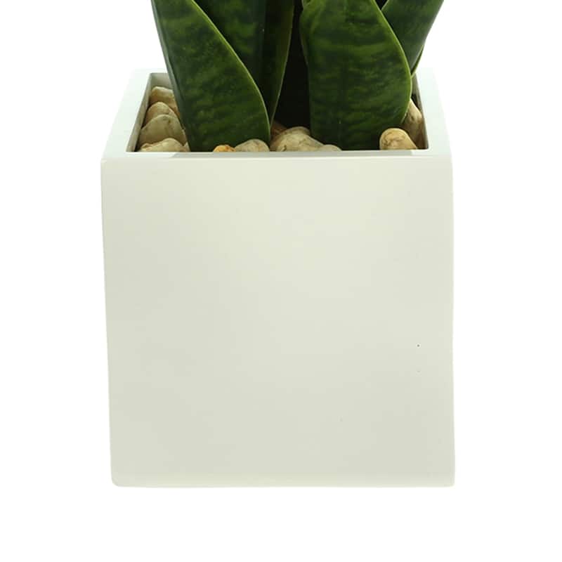 Classic Snake Plant in Fiberstone Pot with Rocks