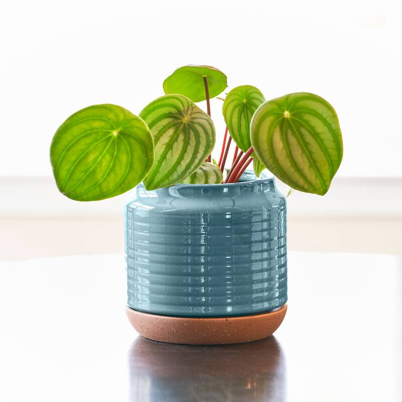 Southern Patio Oakland Blue Ceramic 5.9-inch Planter