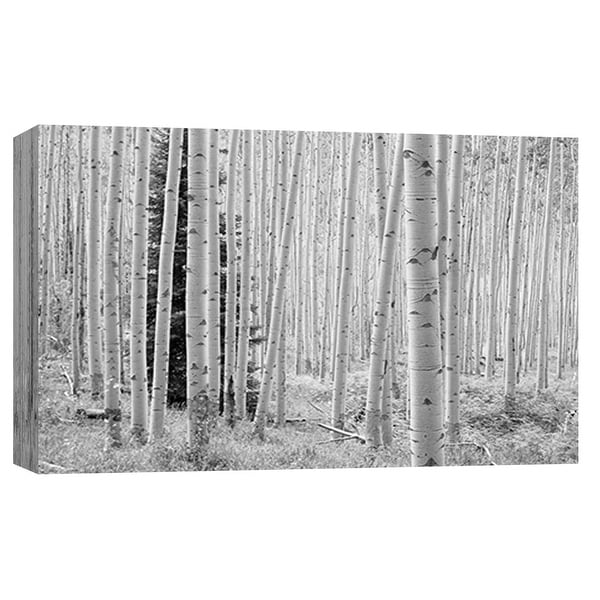 PTM Images 9-101944 PTM Canvas Collection 8" x 10" - "Aspen Black and White 1" Giclee Forests Art Print on Canvas