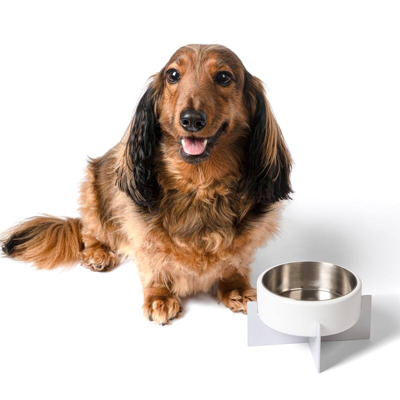 Intersecta Concrete & Steel Pet Feeder - 16oz with Metal Stand - White