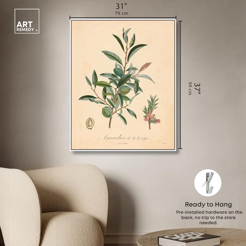 Almond of Georgia I Canvas by Art Remedy