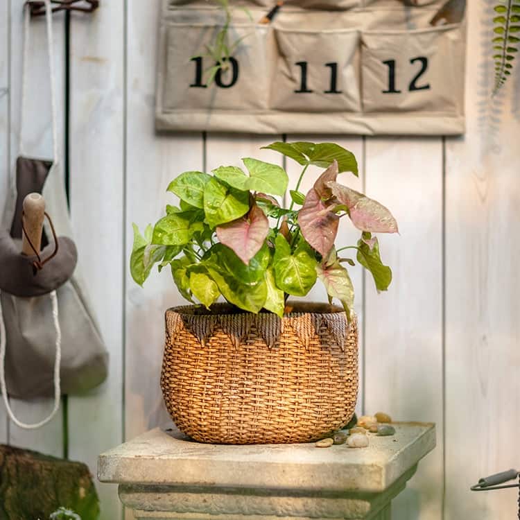 RusticReach Lady Straw Basket Cement Planter