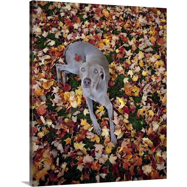 Weimaraner wall art top