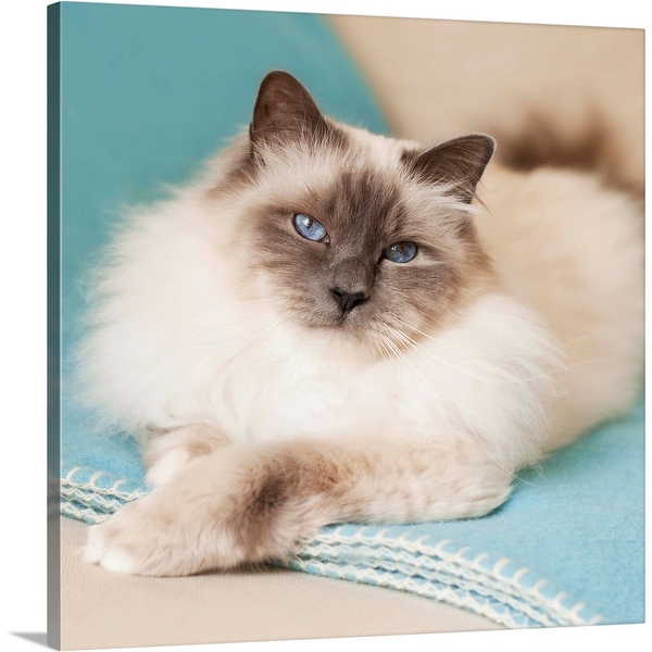 Blue hot sale eyes blanket