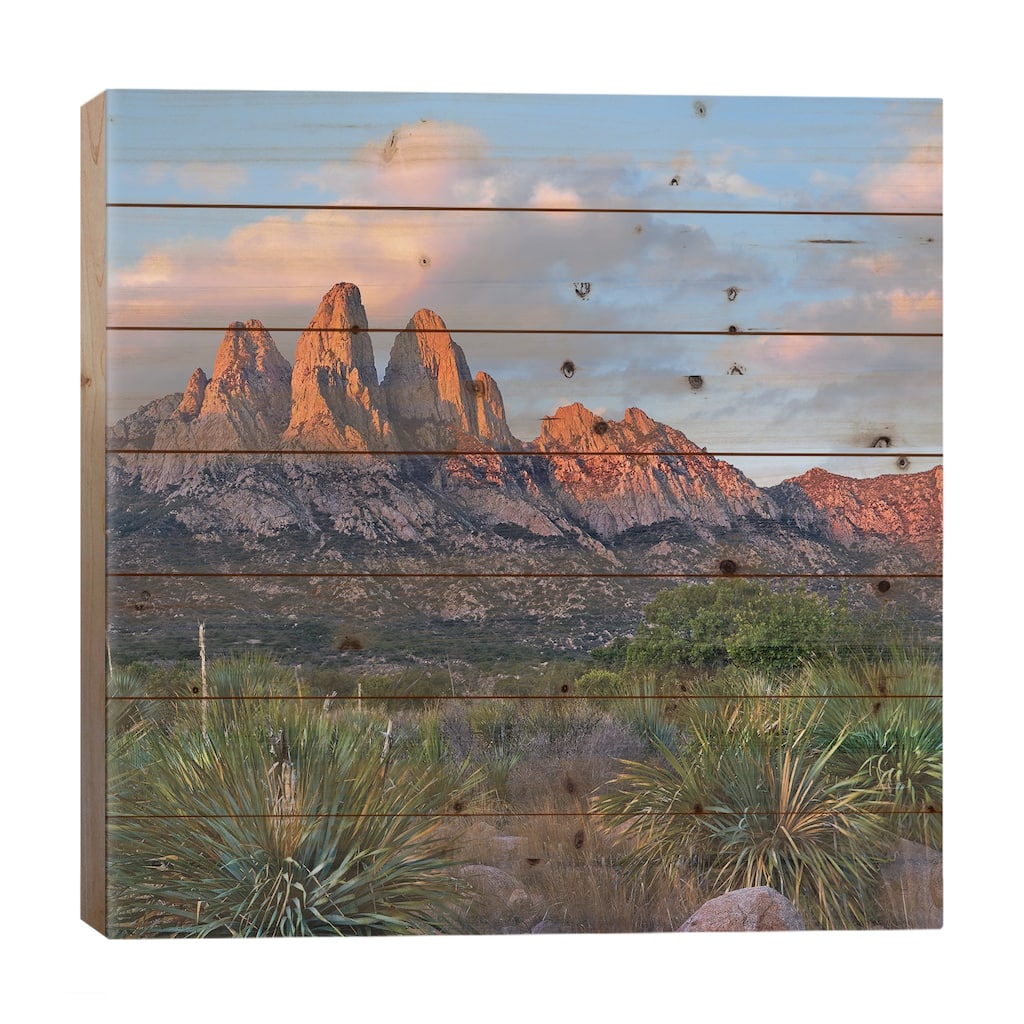 Agave, Organ Mts, Aguirre Spring Nra, New Mexico Print On Wood by Tim Fitzharris - Multi-Color