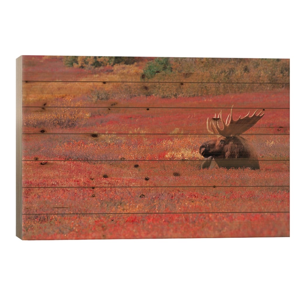Bull Moose, Denali National Park & Preserve, Alaska, USA Print On Wood by Dee Ann Pederson - Multi-Color