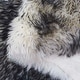 preview thumbnail 40 of 201, SAFAVIEH Handmade Natural Sheepskin Leanca 3.4-inch Thick Rug