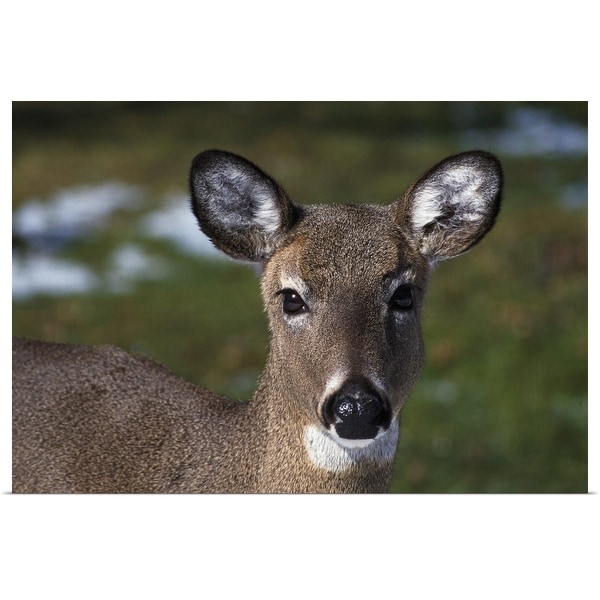 "Whitetail deer doe, portrait." Poster Print