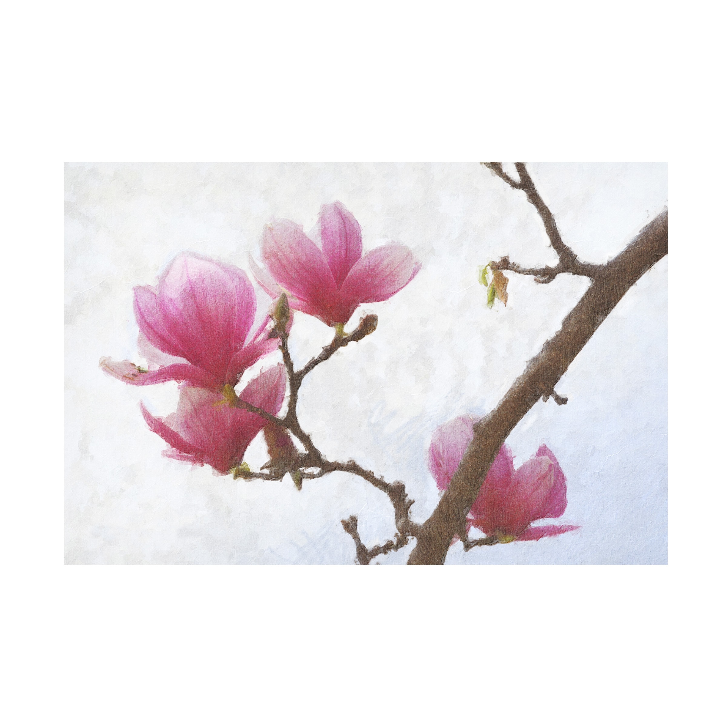 Chris Vest 'Painted Magnolias I' Canvas Art