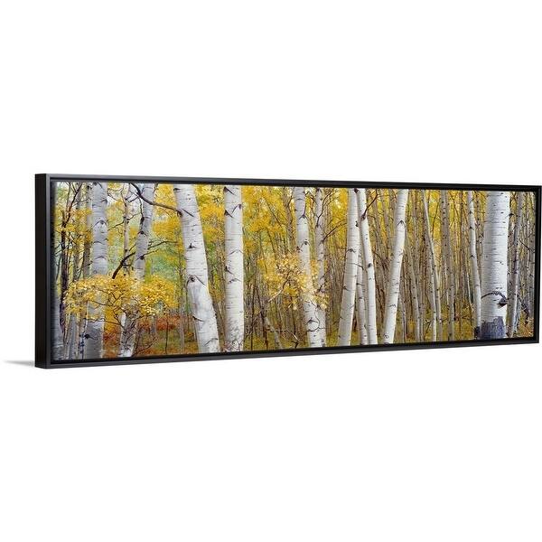 Shop Aspen Trees In A Forest Colorado Black Float Frame Canvas
