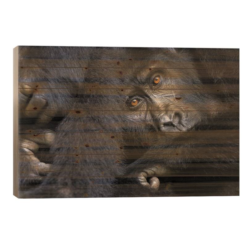 Gorilla, Bwindi Impenetrable Forest Print On Wood by Jane Rix - Multi-Color - 26x40x1.5