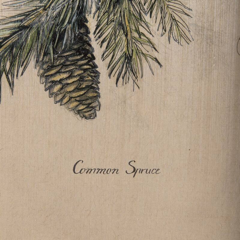 Evergreen collection IV (20 x 30) Canvas Art Print