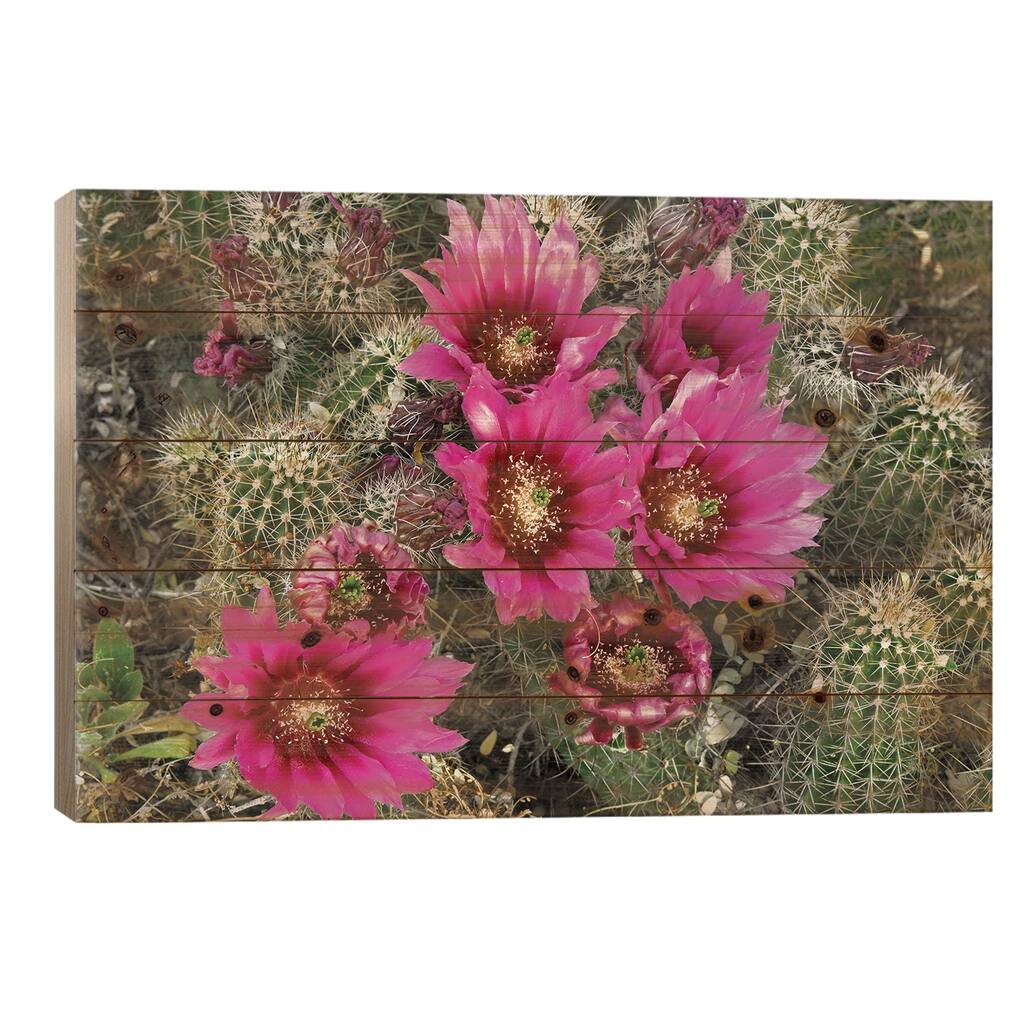 Hedgehog Cactus Flowering, Arizona Print On Wood by Tim Fitzharris - Multi-Color