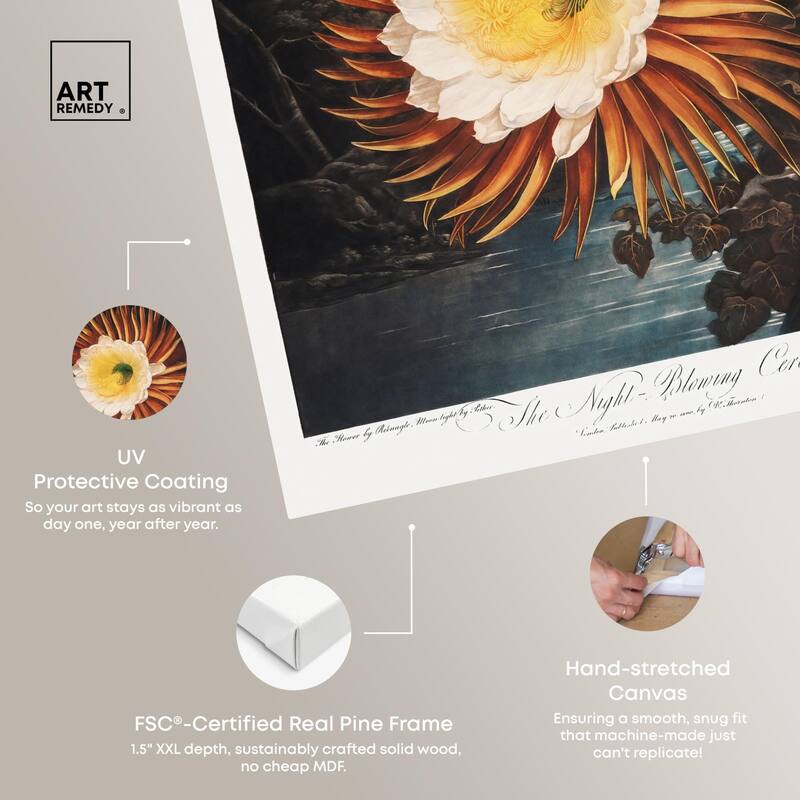 Night-Blowing Cereus 1807 Canvas by Art Remedy, Gallery Wrapped