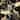 Jungle Cheetah  Peel and Stick Wallpaper 10'L x 24''W - 10'ft H x 24''inch W