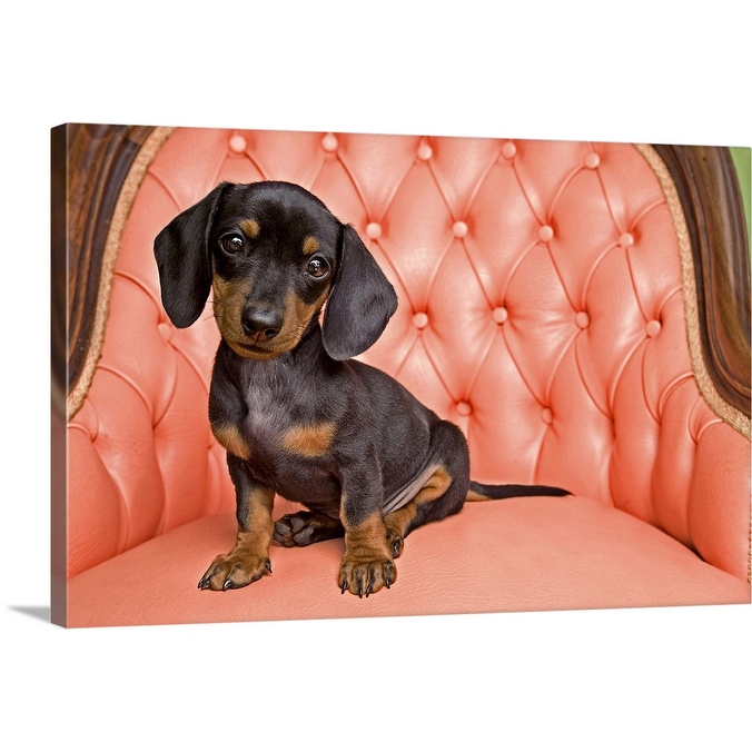 Dachshund seat deals