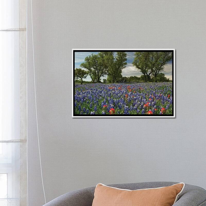 iCanvas "Sand Bluebonnet And Indian Paintbrush Flowers In Bloom, Hill Country, Texas" by Tim Fitzharris Framed Canvas Print
