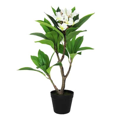 2.25ft Cream Artificial Plumeria Flower Tree Tropical Plant in Black Pot - 27" H x 20" W x 17" DP