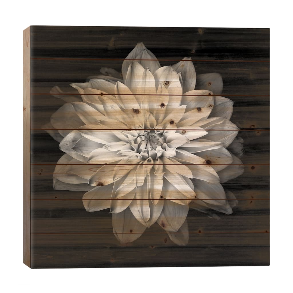Dahlia XVII, B&W Print On Wood by Magda Indigo - Multi-Color