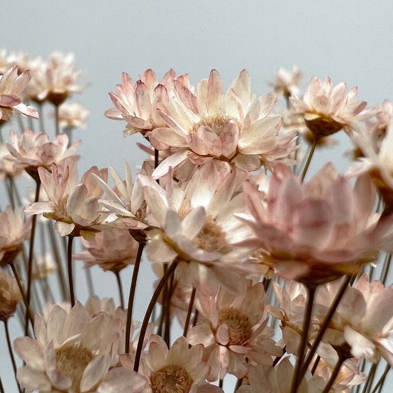 Bundle of 4 Preserved Little Star Flower,16-20" long - 16-22 inch