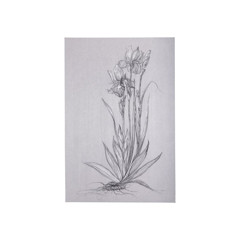 Botanical Sketches IV (Grey) (24 x 36) Canvas Art Print - Small