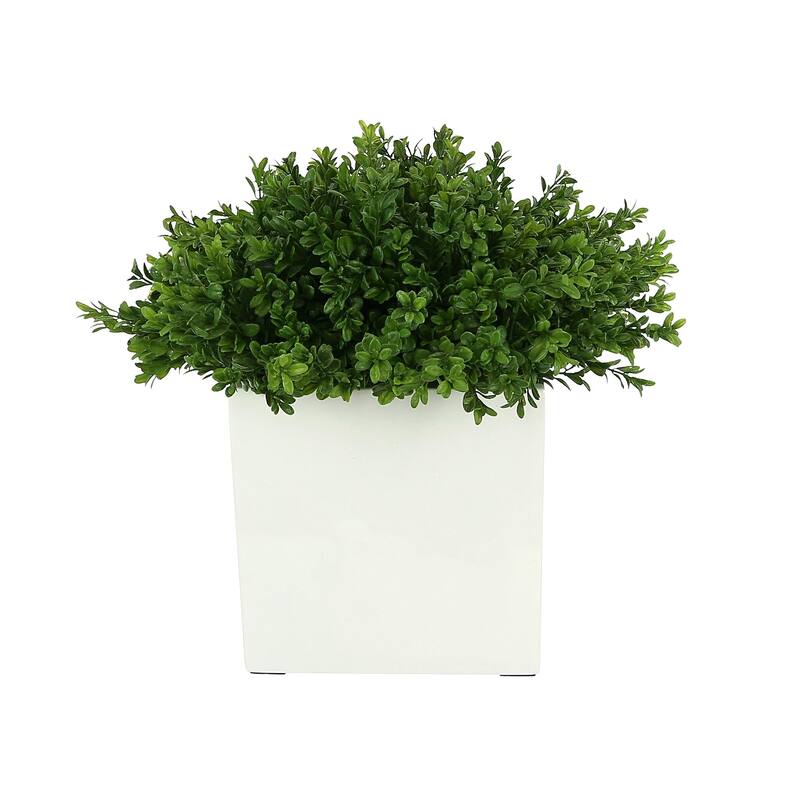 UV Rated Outdoor Boxwood Arranged in a Square Pot - Green