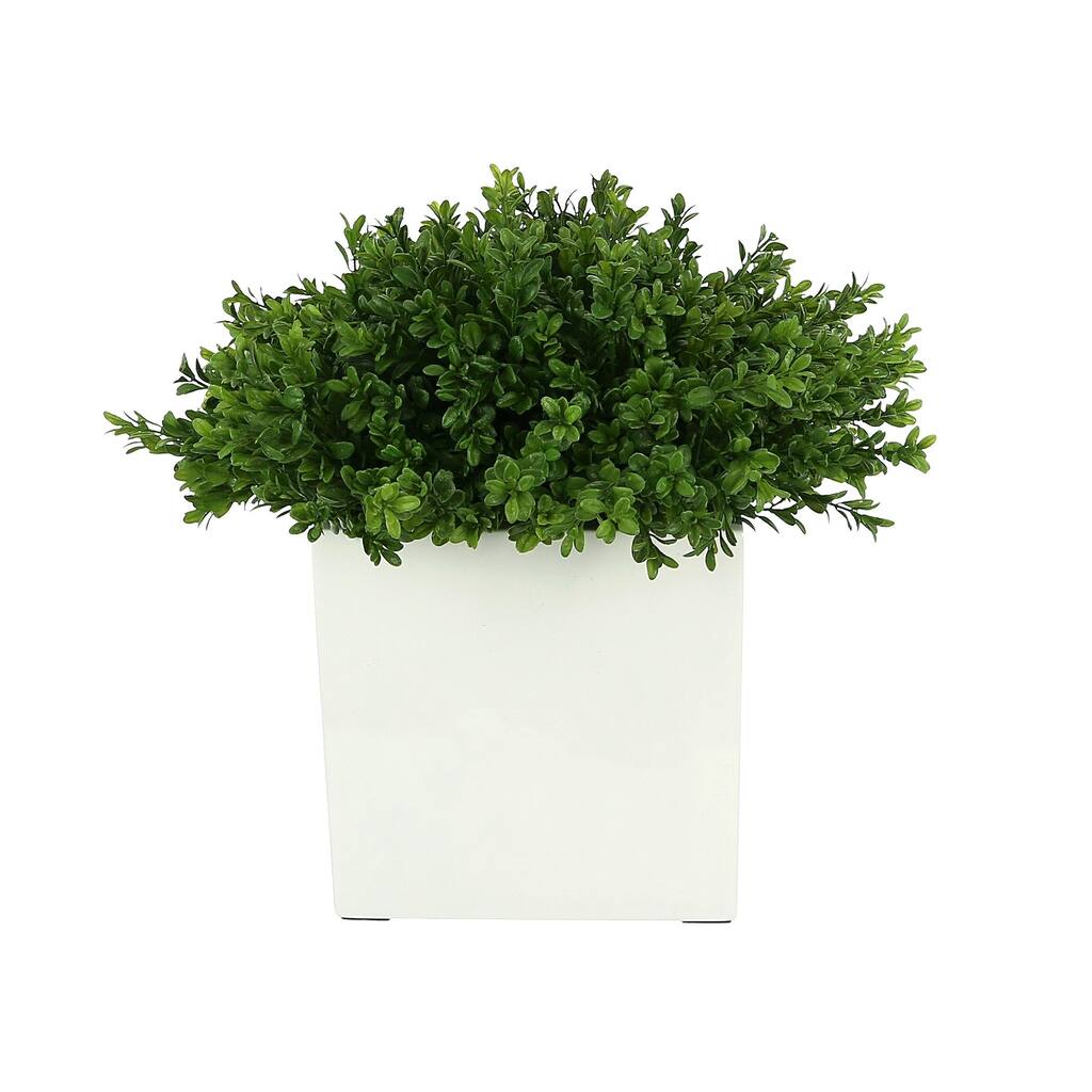 UV Rated Outdoor Boxwood Arranged in a Square Pot - Green