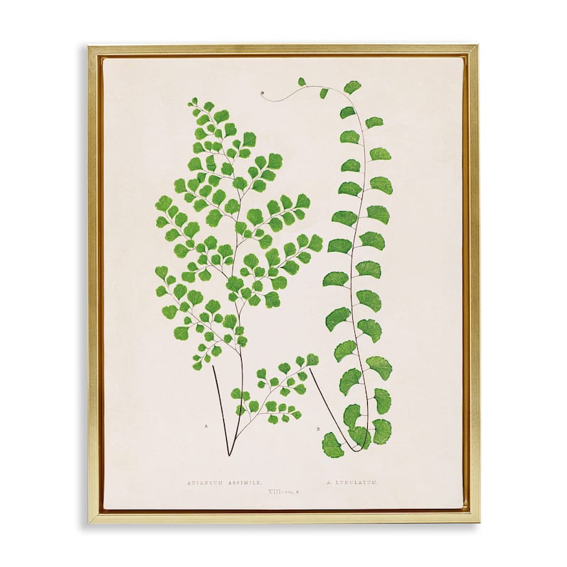 Stupell Vivid Green Ferns Study Framed Floater Canvas Wall Art Design By Phillipa Katz - 17 x 21 - Gold