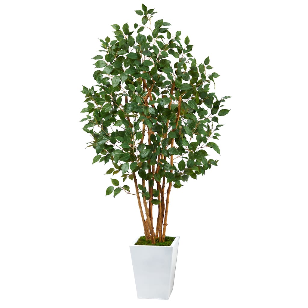5.5' Ficus Bushy Artificial Tree in White Metal Planter - 15"