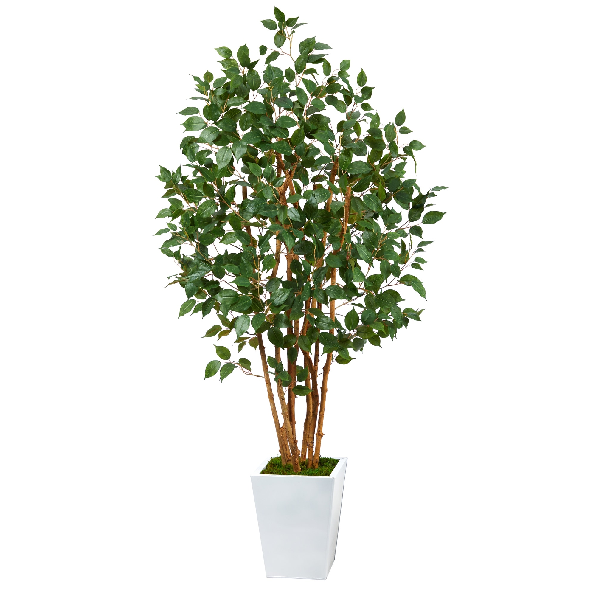 5.5' Ficus Bushy Artificial Tree in White Metal Planter - 15"