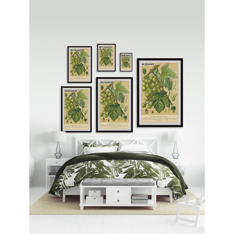 Common Grape Vine Framed Print